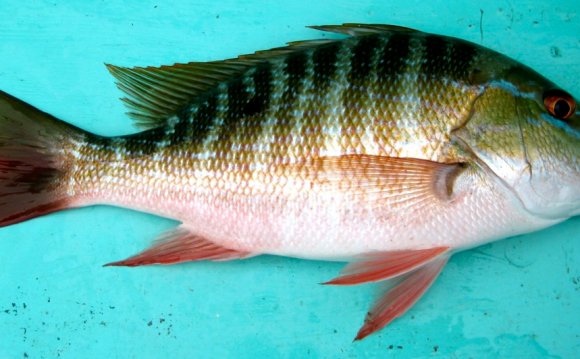 Saltwater fish edible